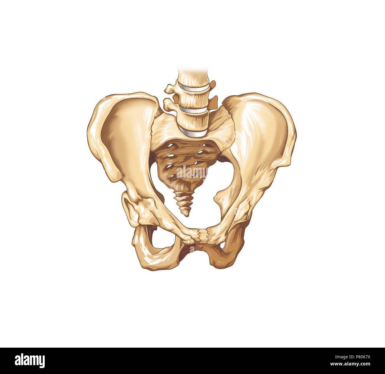 Tailbone High Resolution Stock Photography and Images - Alamy