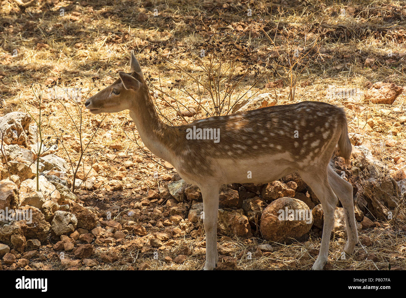 White spotted deer deals