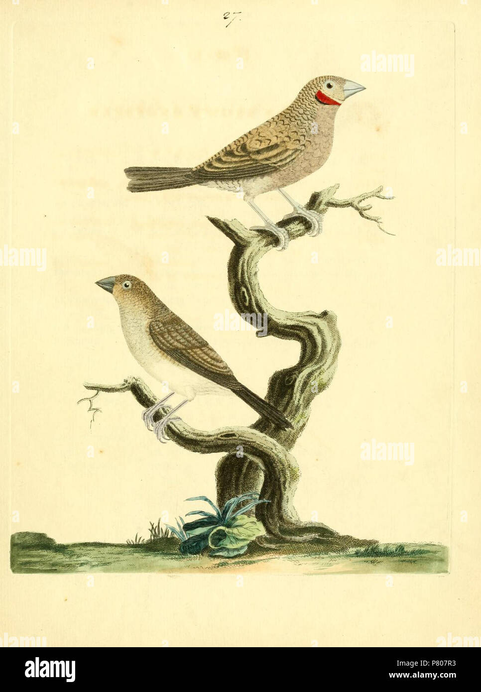 English: Plate showing Cut-throat finch (Amadina fasciata) and African Silverbill (Euodice cantans) . 25 March 2018 289 Nouvelles illustrations de zoologie plate 27 Brown 1776 Stock Photo