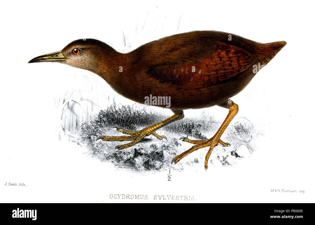 Ocydromus sylvestris = Gallirallus sylvestris . 1869 291 OcydromusSylvestrisSmit Stock Photo