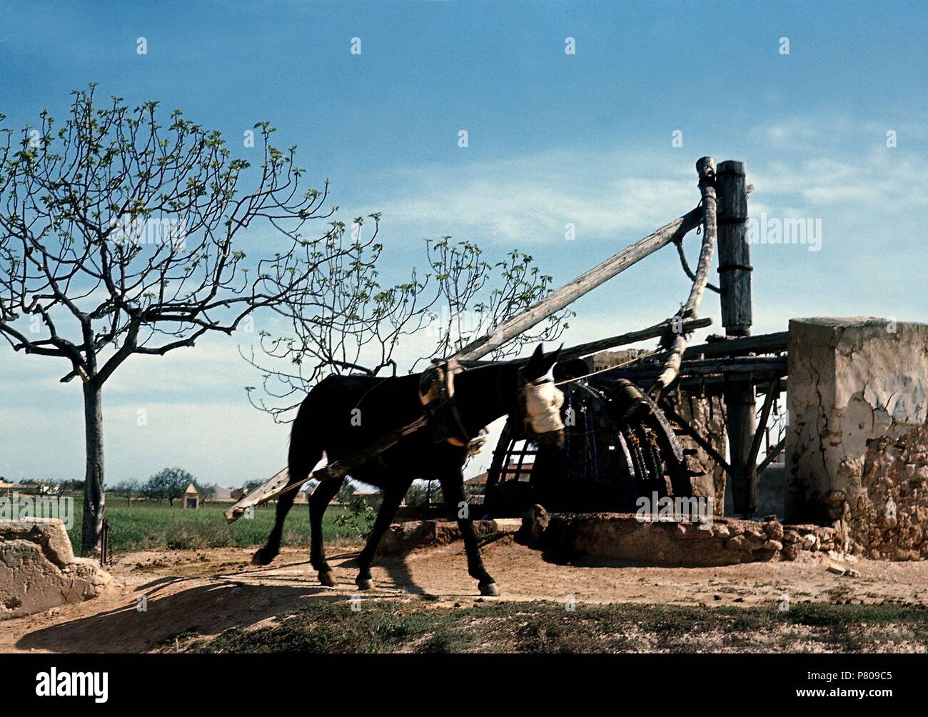 NORIA MOVIDA POR UNA MULA. Location: EXTERIOR, PROVINCIA, SPAIN. Stock Photo