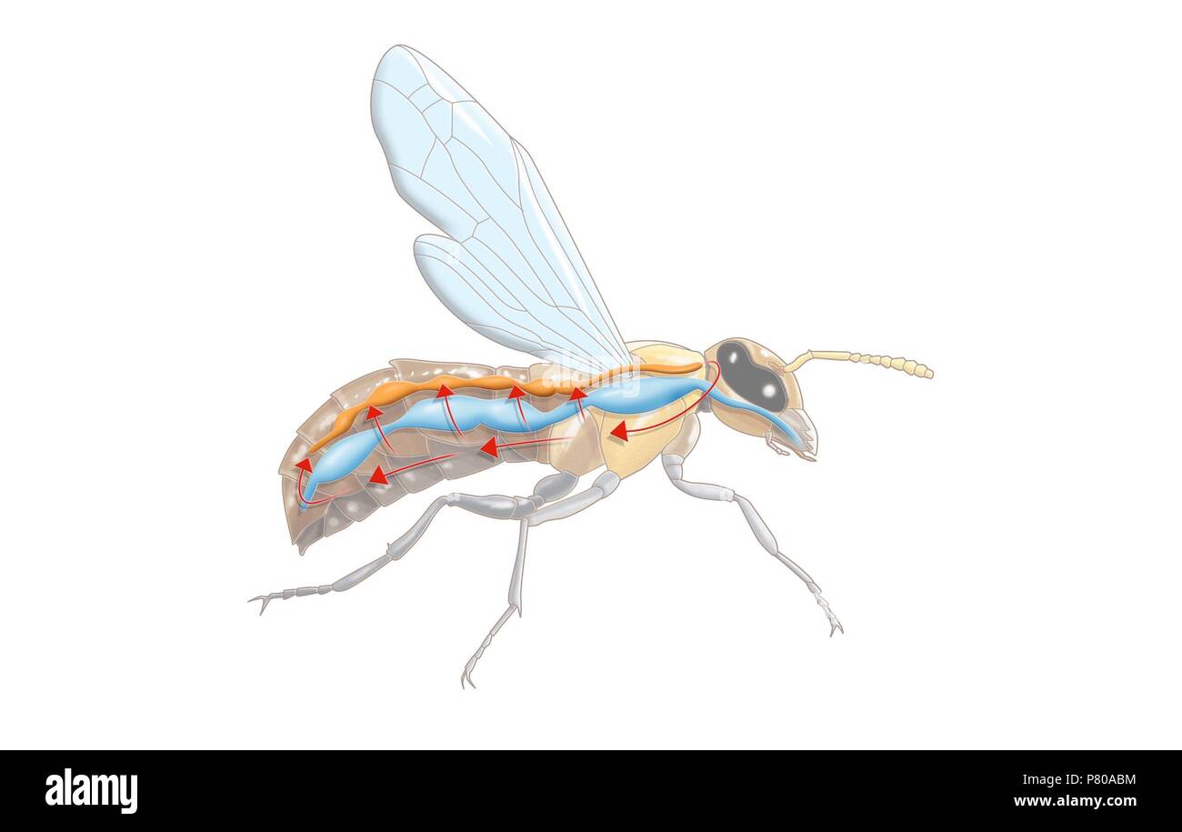 Circulatory system of insects Stock Photo Alamy