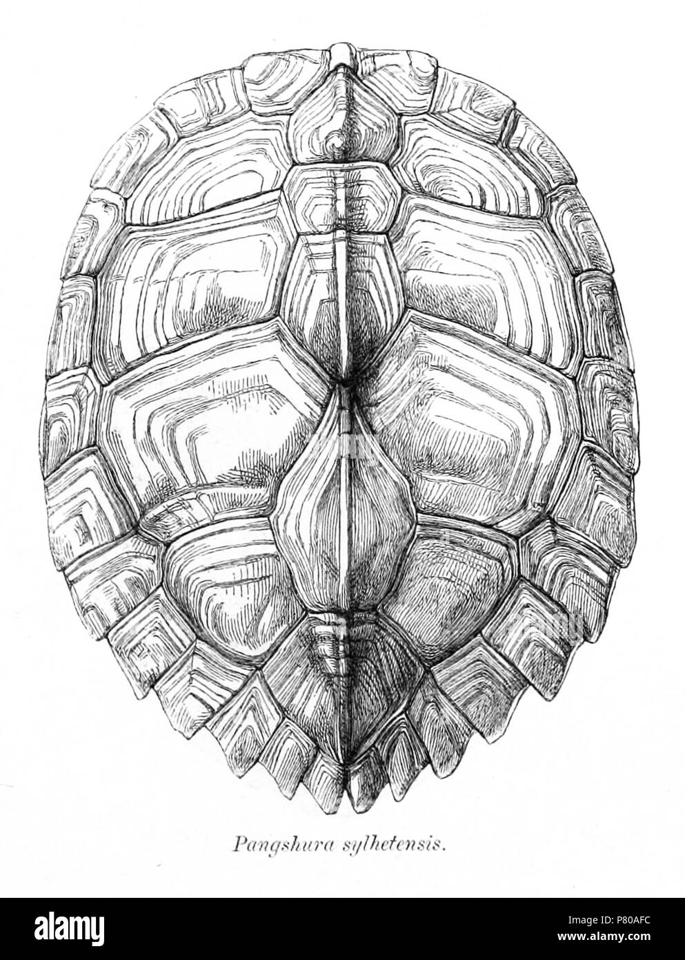 Pangshura Sylhetensis Pangshura Sylhetensis Jerdon 1870 English Assam Roofed Turtle 