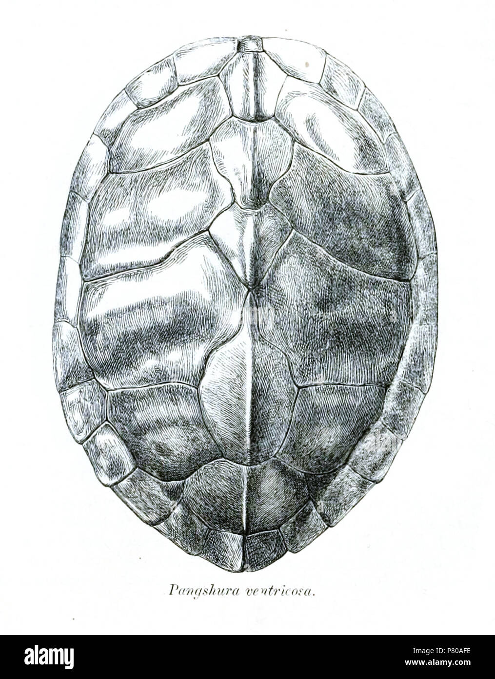 Pangshura ventricosa = Pangshura tecta (Gray, 1831) English: Indian Roofed Turtle, carapace from dorsal . 1870 (published 1871) 300 PangshuraVentricosa Stock Photo