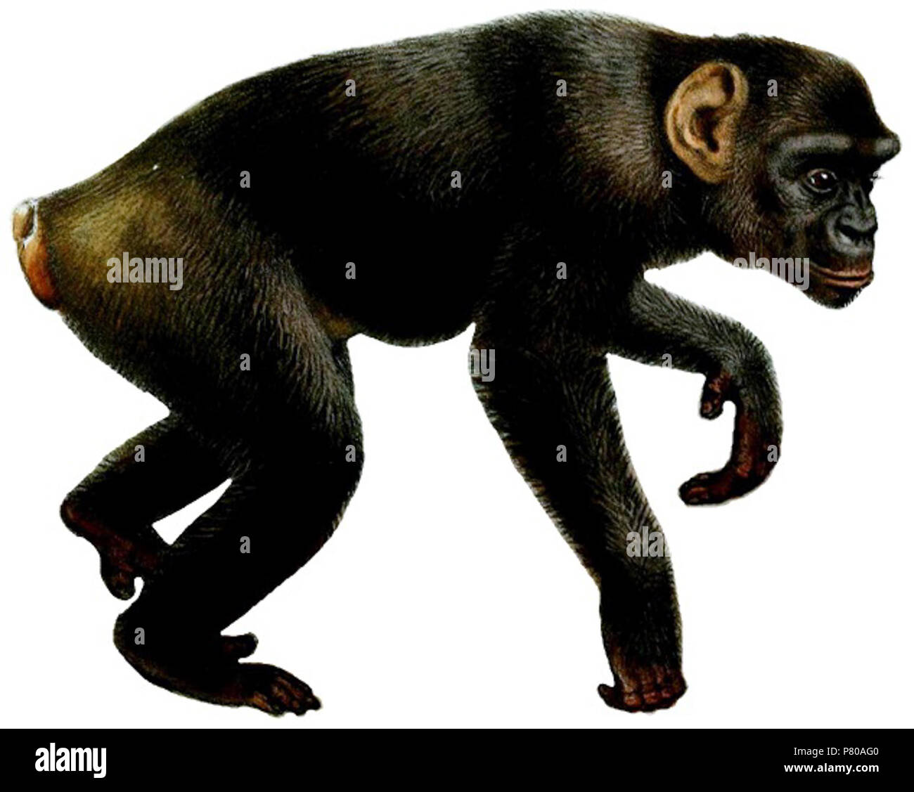 Pan troglodytes . 1899 300 PanTroglodytesSmit (white background Stock Photo Alamy
