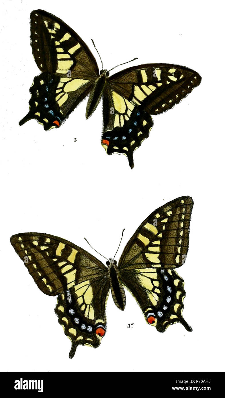 300 Papilio sikkimensis 482 Stock Photo