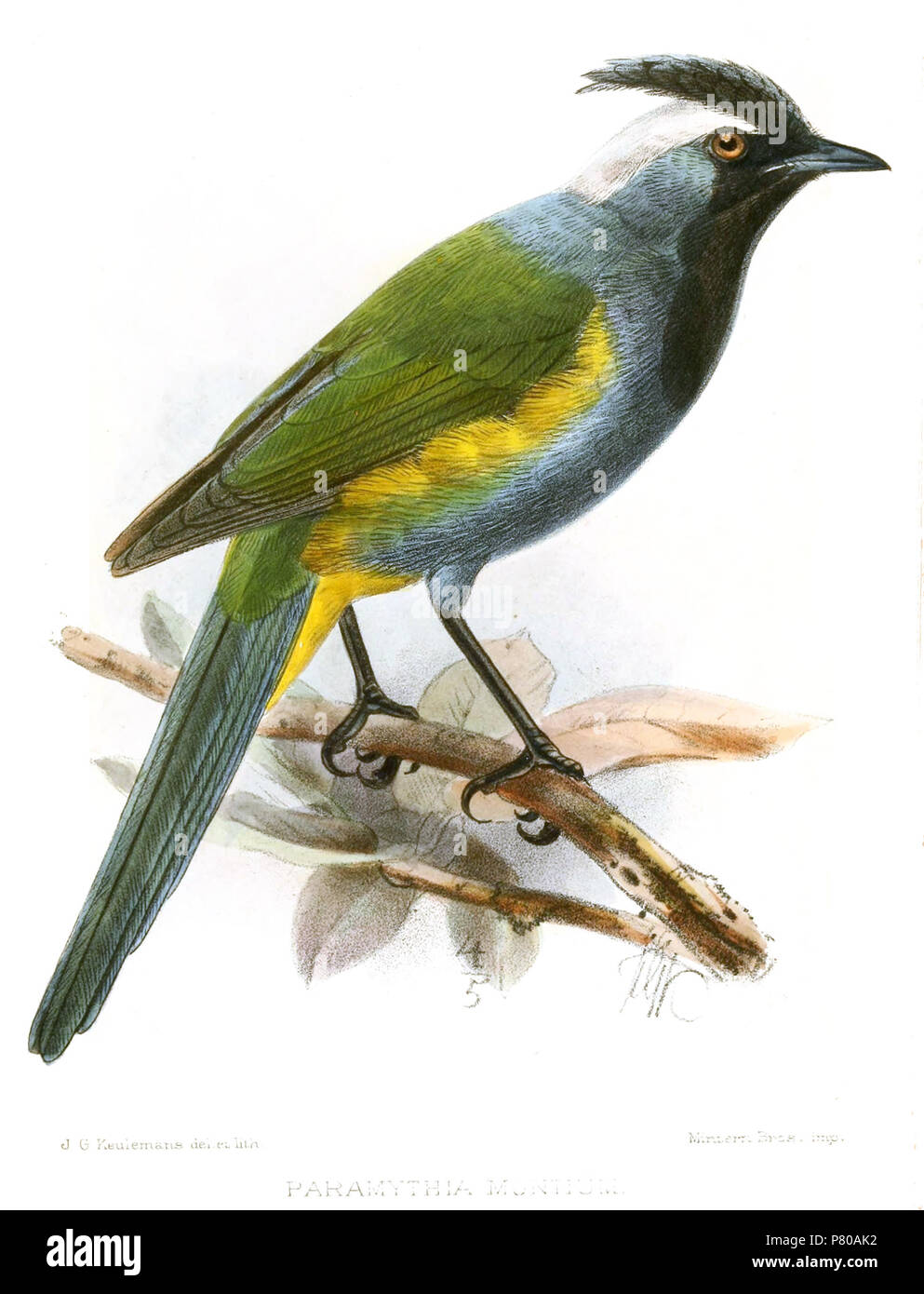 Paramythia montium . 1893 300 ParamythiaMontiumKeulemans Stock Photo