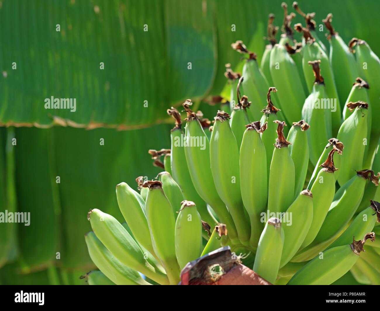 close up of green bananas immature grows on banana tree Stock Photo