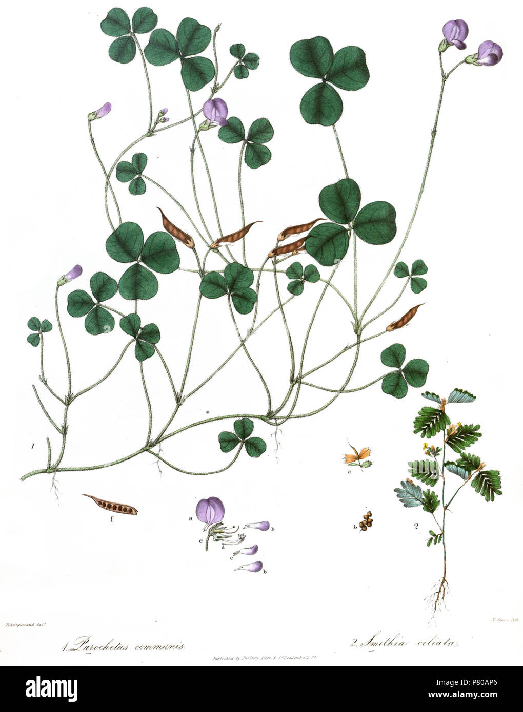 1. Parochetus communis, 2. Smithia ciliata . 1839 301 ParochetusSmithiaRoyle Stock Photo