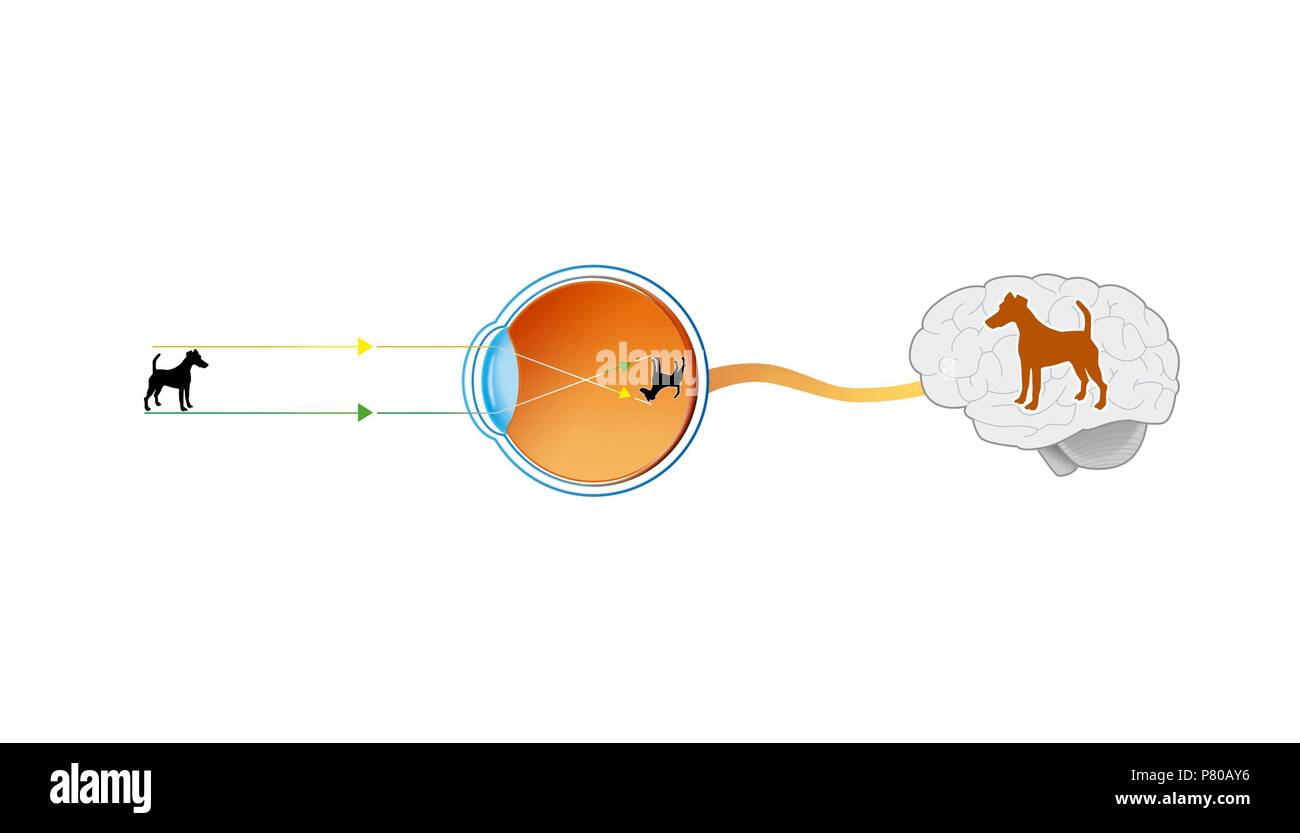 The Image Formed On The Retina