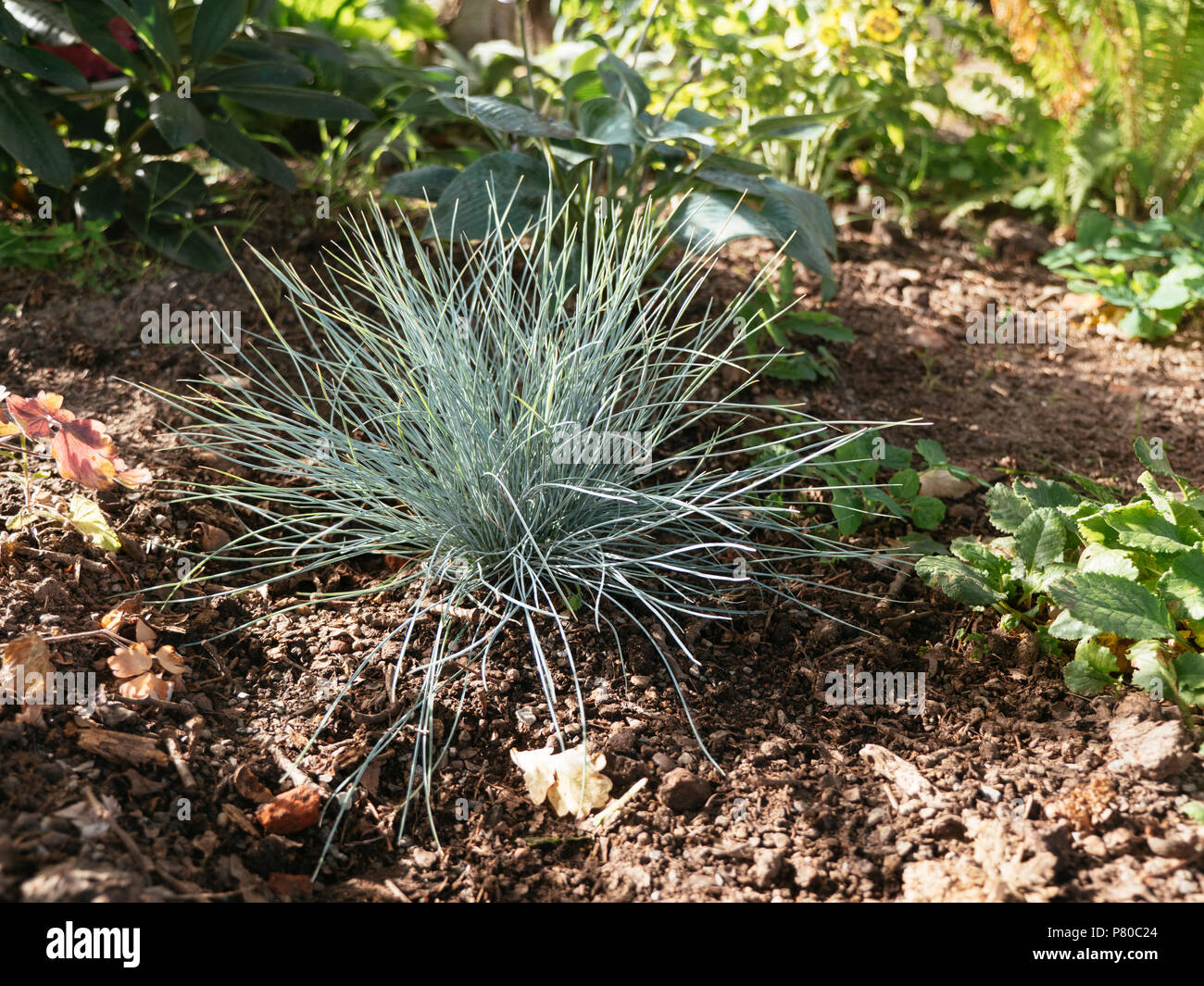 Festuca glauca plant in a border of a garden Stock Photo