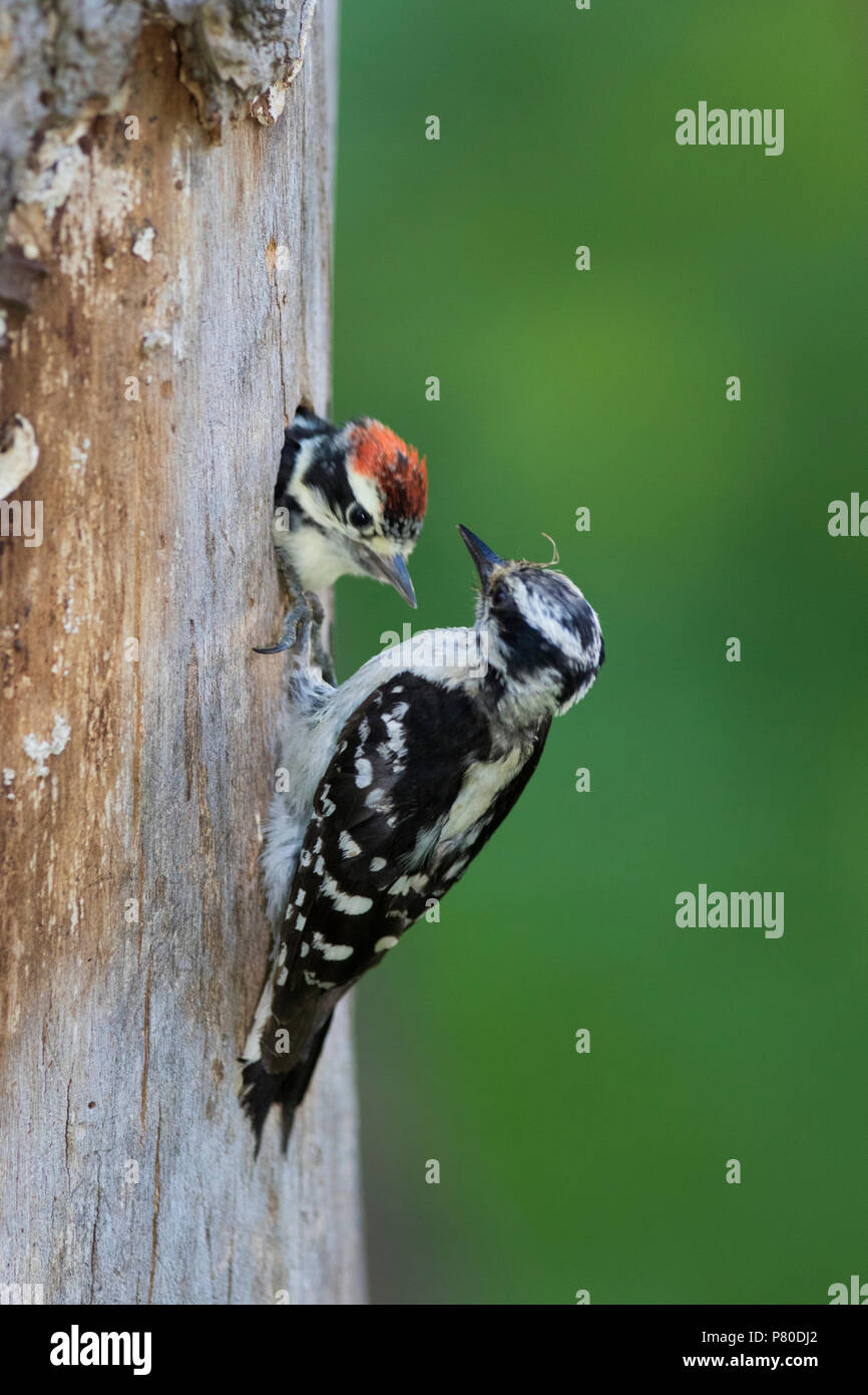 Downy woodpecker at nest Stock Photo - Alamy
