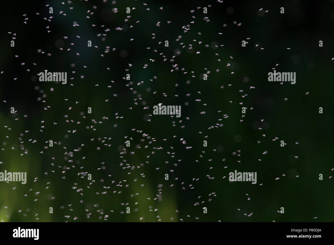 Mosquitoes swarm hi-res stock photography and images - Alamy