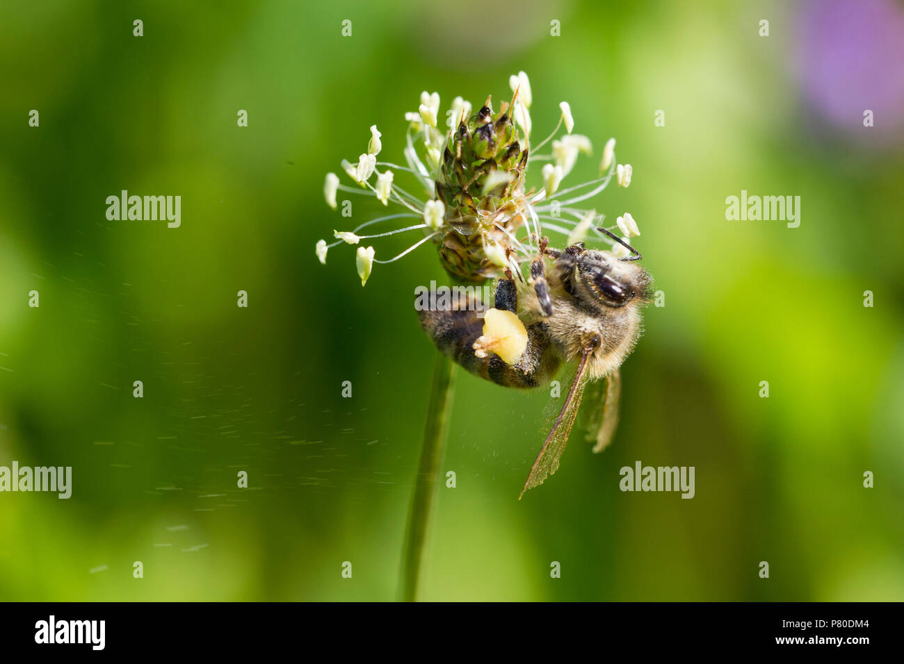 Honey bee in clover flower Stock Photo Alamy