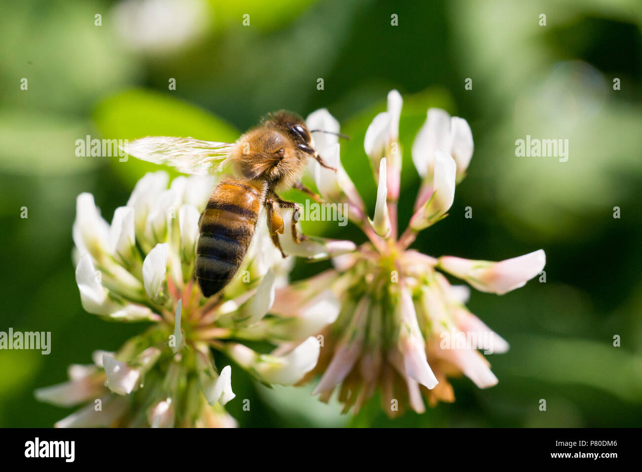 Red clover bee hires stock photography and images Alamy