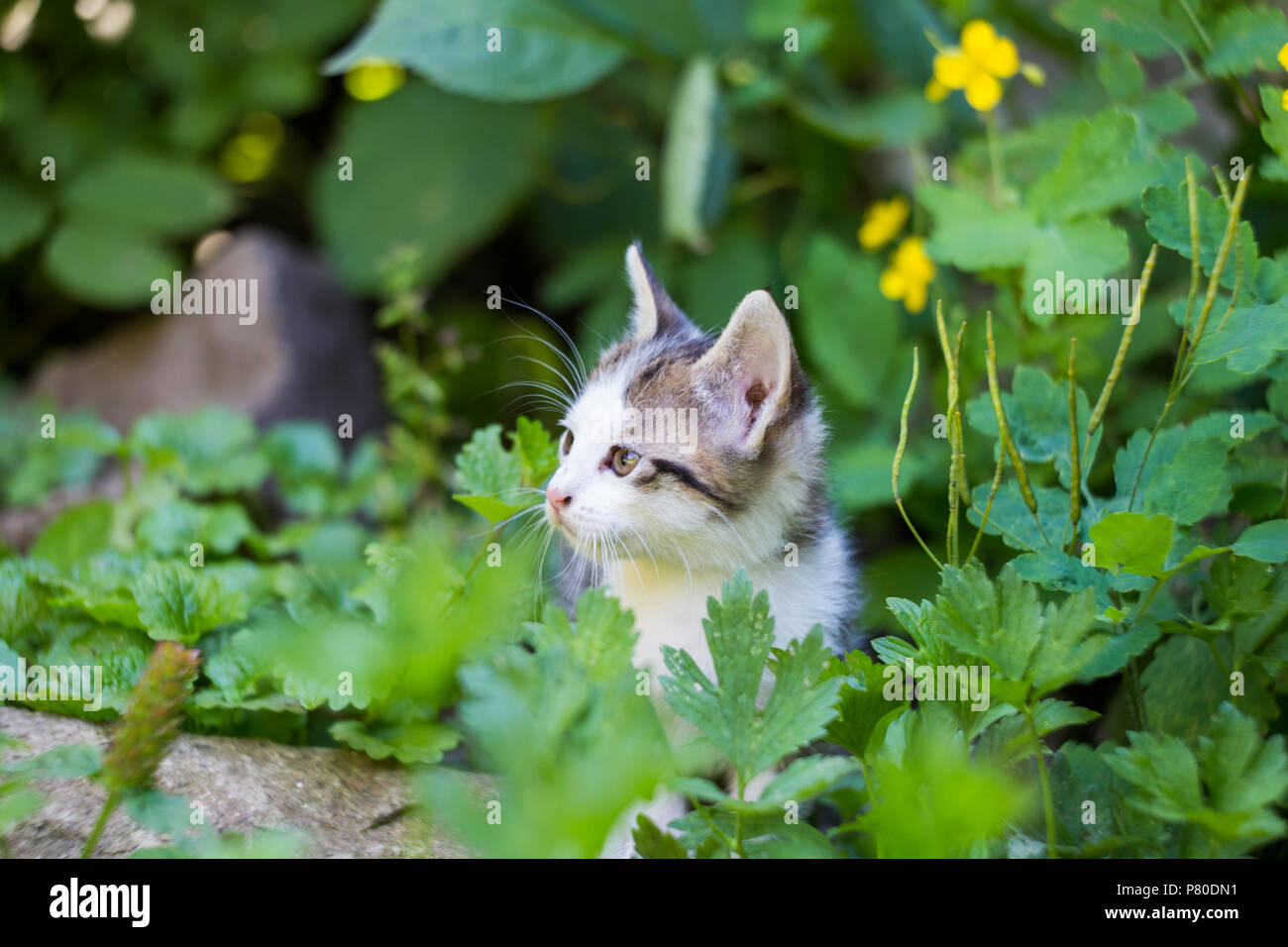 nature kitten