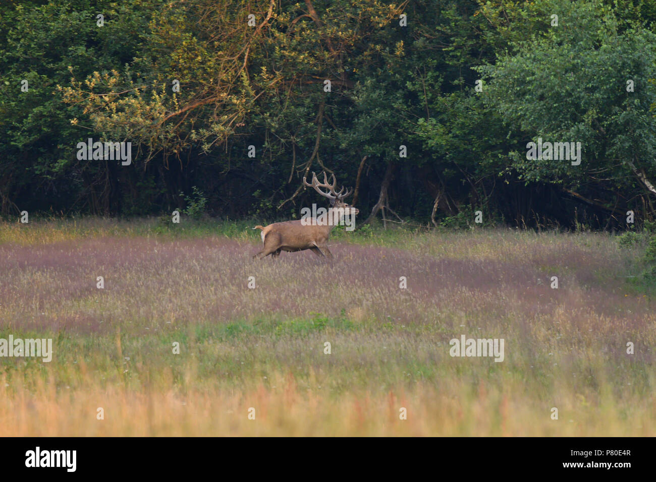 herd of deer with antlers in the woods Stock Photo Alamy