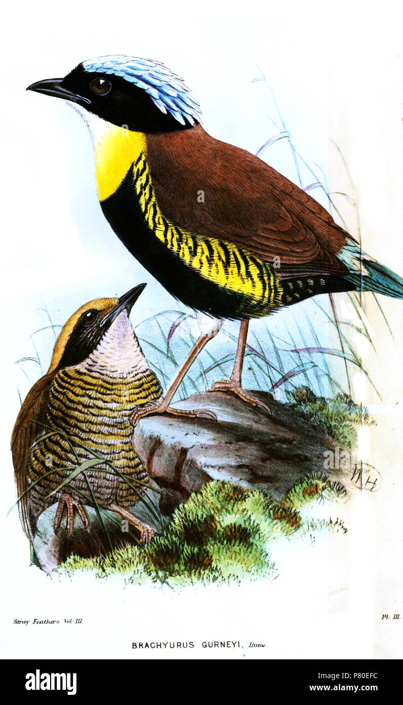Illustration of Pitta gurneyi . 1875 315 Pitta gurneyi Hume Stock Photo