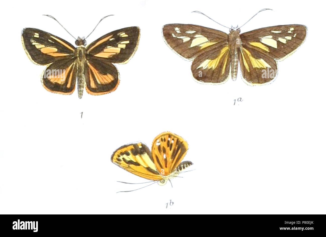 806 Cut Out Stock Images & Pictures - Alamy