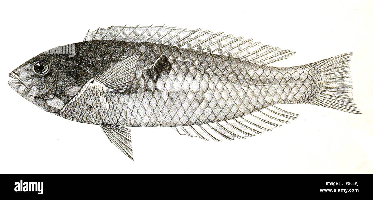 The species names / identity need verification. The original plates showed the fishes facing right and have been flipped here. Platyglossus bimaculatus . 1878 316 Platyglossus bimaculatus Day 85 Stock Photo
