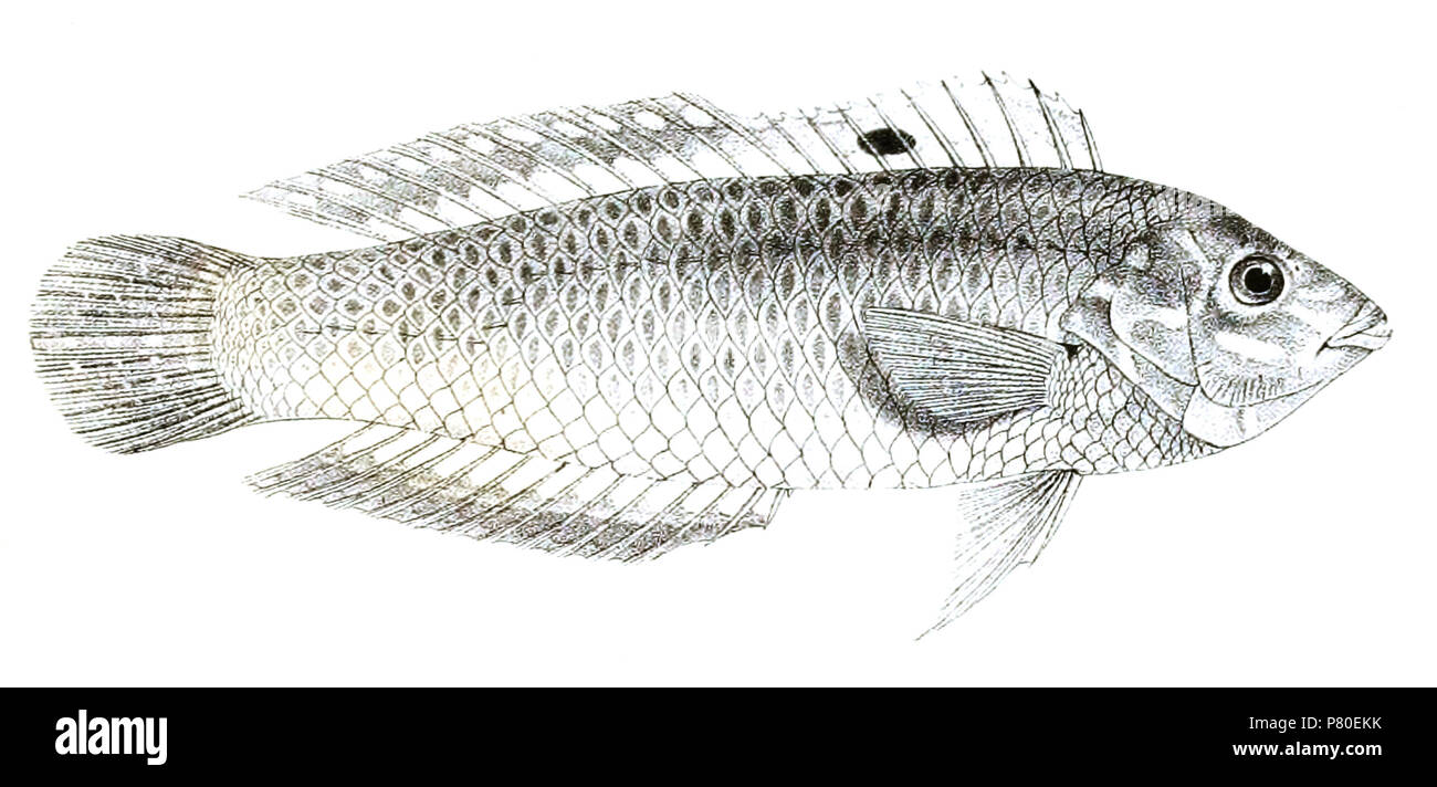 The species names / identity need verification. The original plates showed the fishes facing right and have been flipped here. Platyglossus dussumieri . 1878 316 Platyglossus dussumieri Day 85 Stock Photo