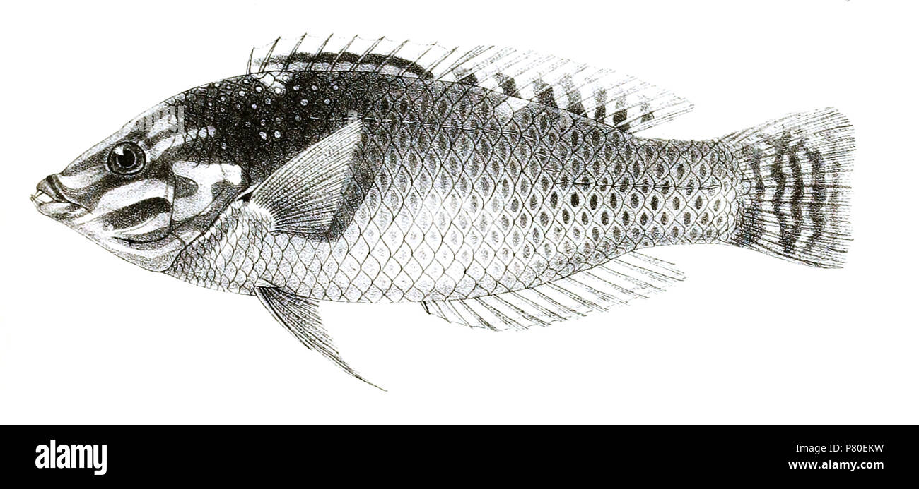 The species names / identity need verification. The original plates showed the fishes facing right and have been flipped here. Platyglossus hortulanus . 1878 316 Platyglossus hortulanus Day 85 Stock Photo