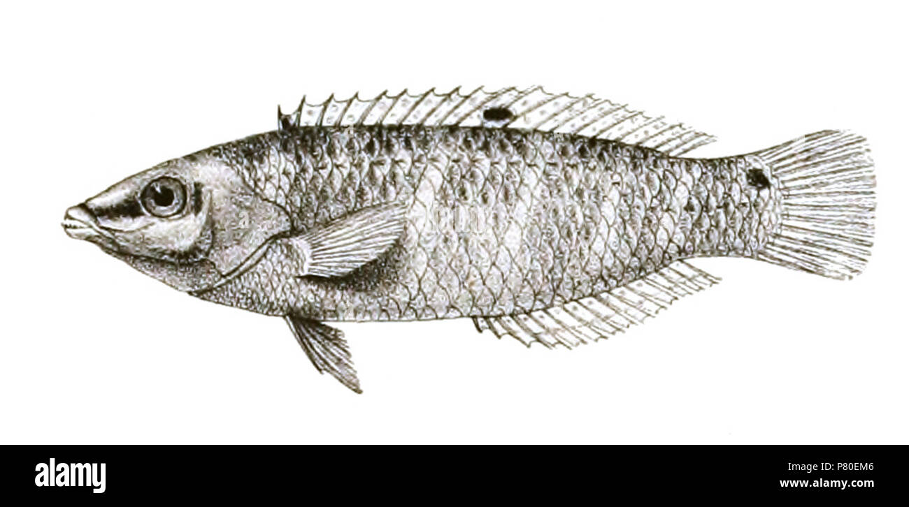 The species names / identity need verification. The original plates showed the fishes facing right and have been flipped here. Platyglossus leparensis . 1878 316 Platyglossus leparensis Mintern 84 Stock Photo