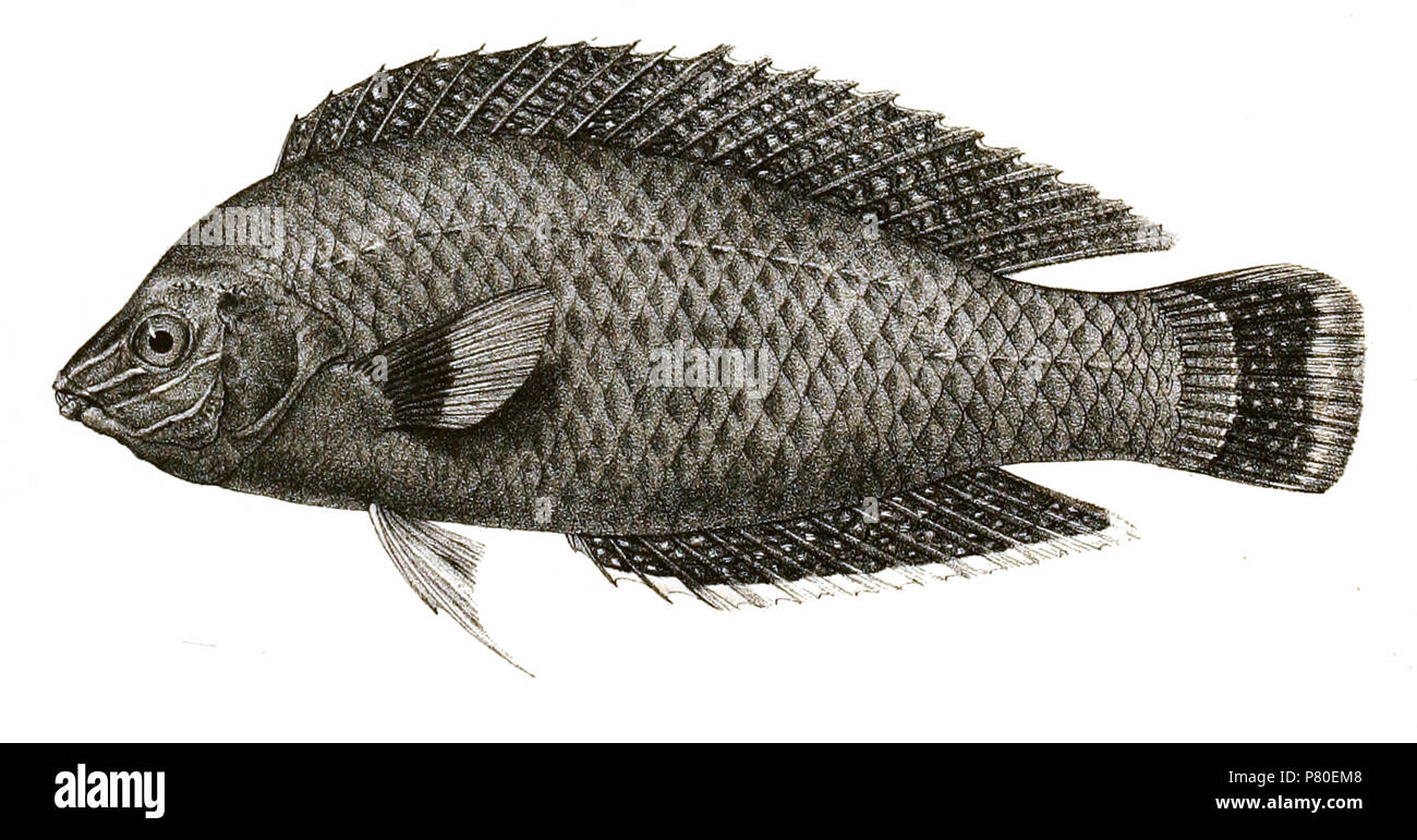 Halichoeres marginatus syn. Platyglossus marginatus The species names / identity need verification. The original plates showed the fishes facing right and have been flipped here. Platyglossus marginatus . 1878 316 Platyglossus marginatus Mintern 84 Stock Photo
