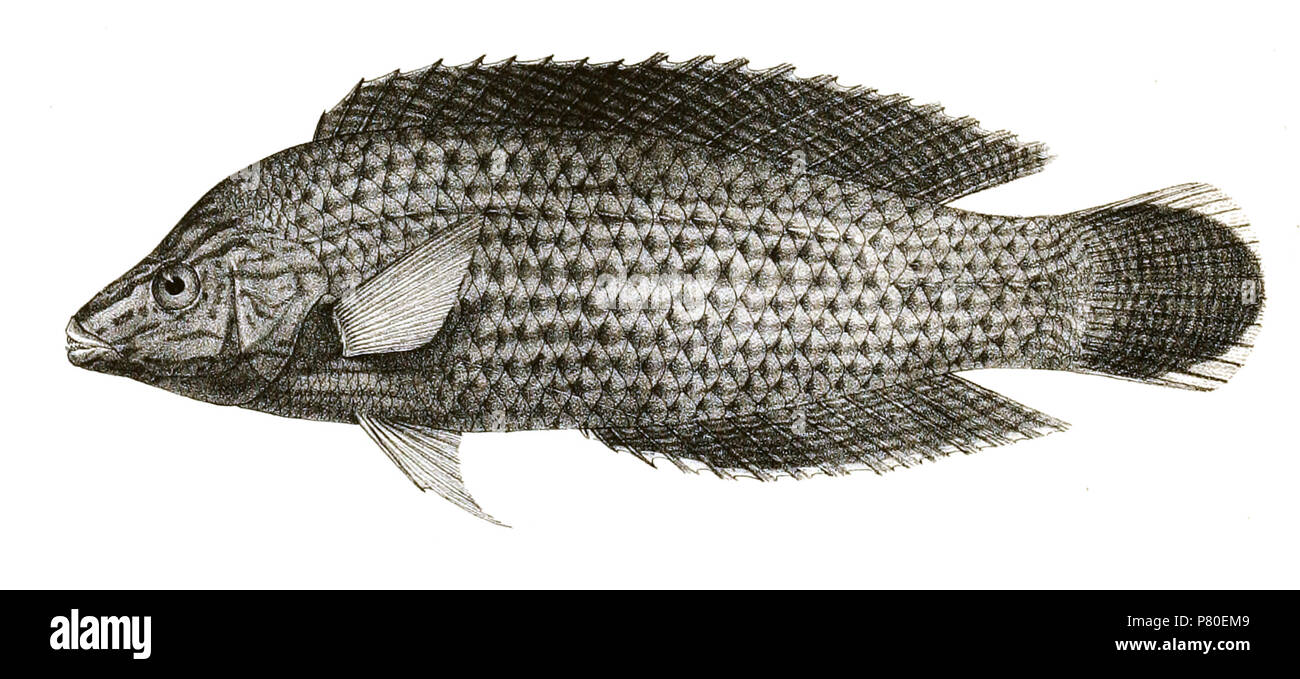 Halichoeres marginatus syn. Platyglossus marginatus The species names / identity need verification. The original plates showed the fishes facing right and have been flipped here. Platyglossus marginatus . 1878 316 Platyglossus marginatus var Mintern 84 Stock Photo