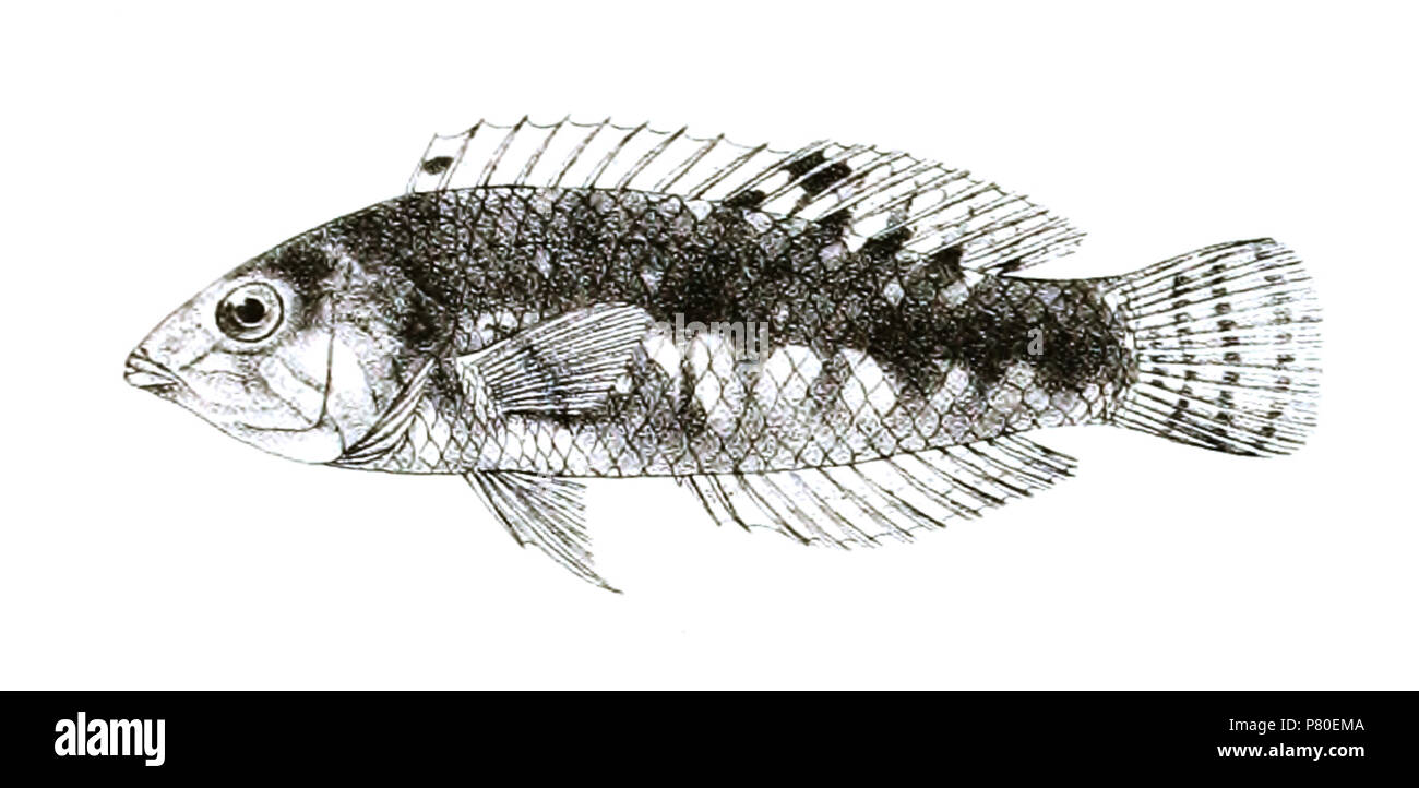 The species names / identity need verification. The original plates showed the fishes facing right and have been flipped here. Platyglossus nebulosus . 1878 316 Platyglossus nebulosus Day 85 Stock Photo