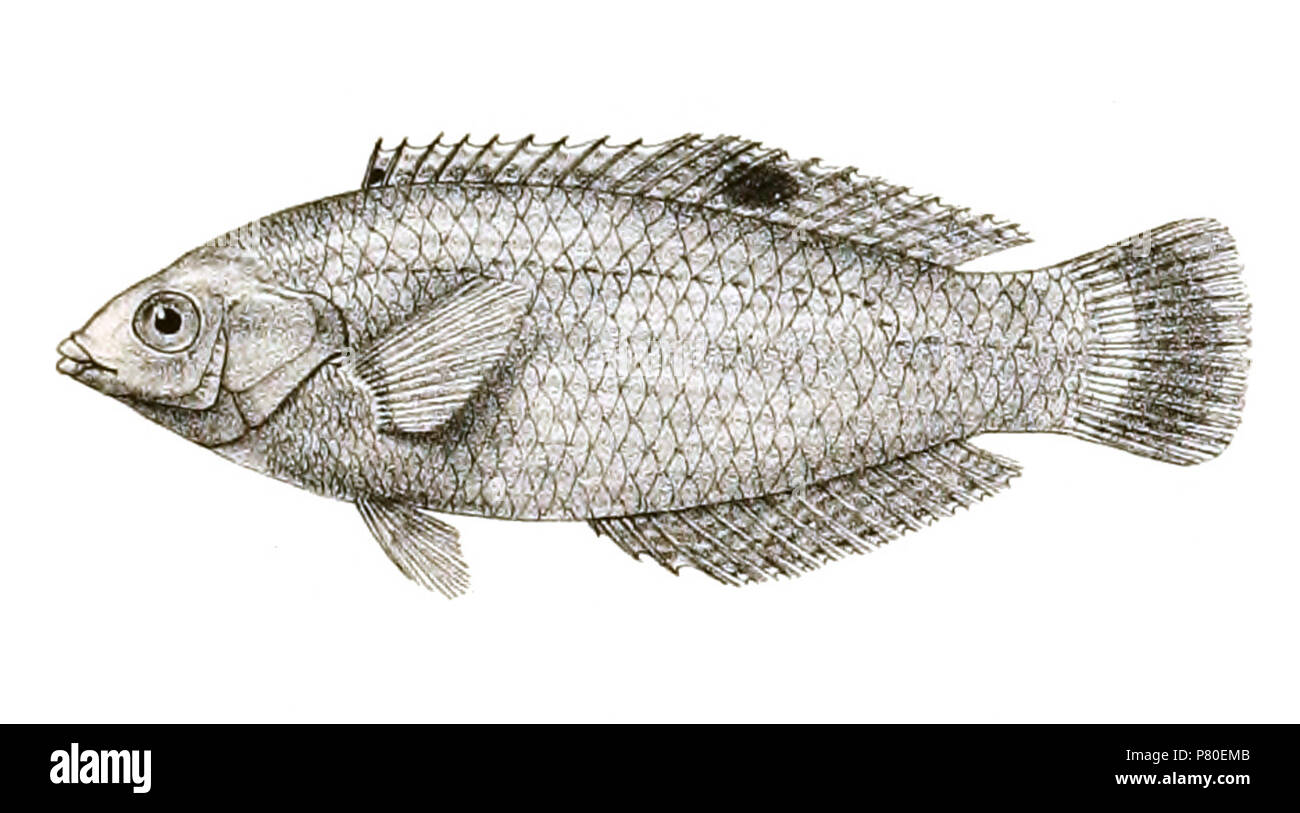 The species names / identity need verification. The original plates showed the fishes facing right and have been flipped here. Platyglossus notopsis . 1878 316 Platyglossus notopsis Mintern 84 Stock Photo