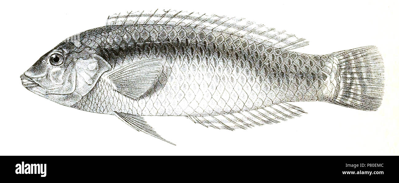 The species names / identity need verification. The original plates showed the fishes facing right and have been flipped here. Platyglossus scapularis . 1878 316 Platyglossus scapularis Day 85 Stock Photo