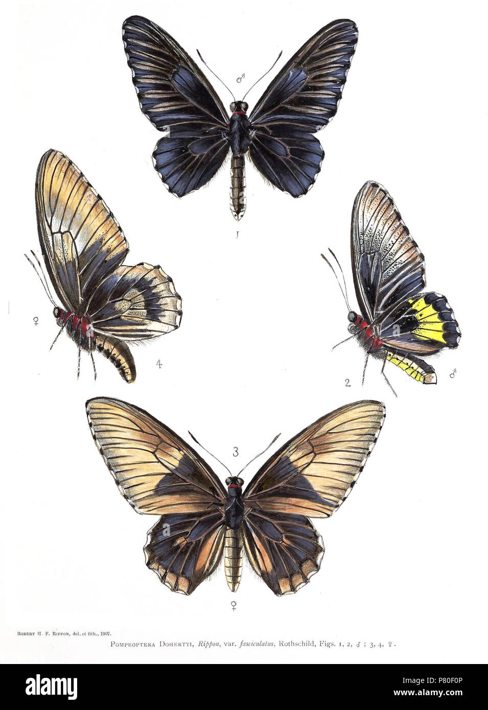 Pompeoptera dohertyi . 1899 317 PompeopteraDohertyiRippon Stock Photo