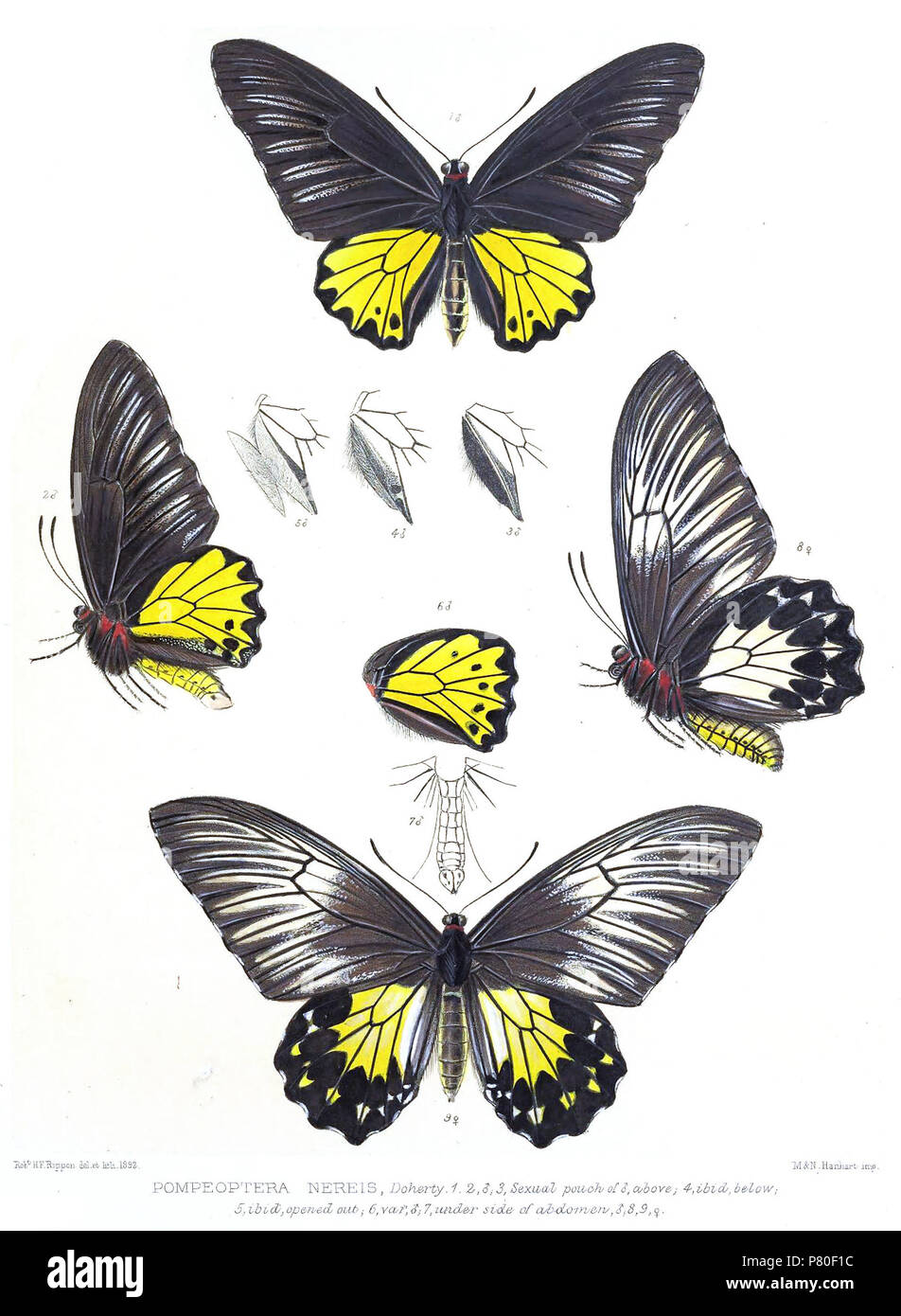 Pompeoptera nereis . 1899 317 PompeopteraNereisRippon Stock Photo