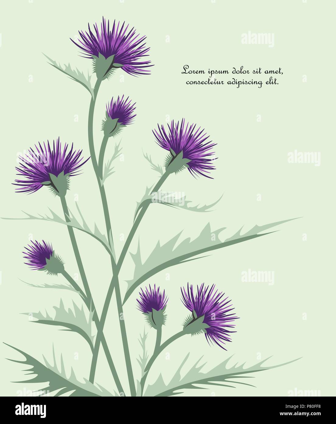 Thistle illustration hi-res stock photography and images - Alamy