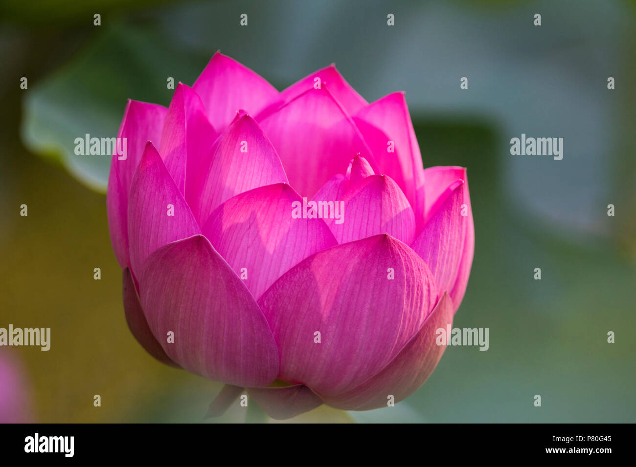 Indian lotus flower hires stock photography and images Alamy
