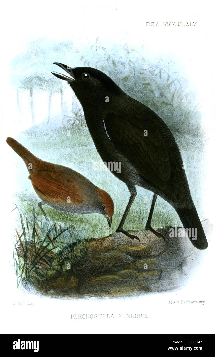 Percnostola funebris [sic] = Myrmeciza fortis P.L.Sclater & Salvin, 1868 English: Sooty Antbird, adult male (right) and female (left) . 1867 (published 1868) 308 PercnostolaFunebrisSmit Stock Photo
