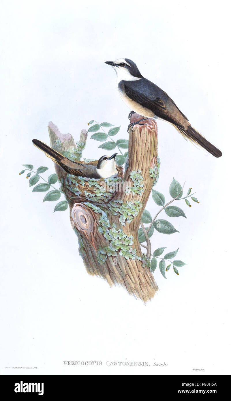 Pericrocotus cantonensis . between 1850 and 1883 308 PericrocotusCantonensisGould Stock Photo