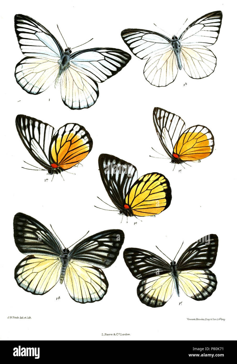 Prioneris hires stock photography and images Alamy