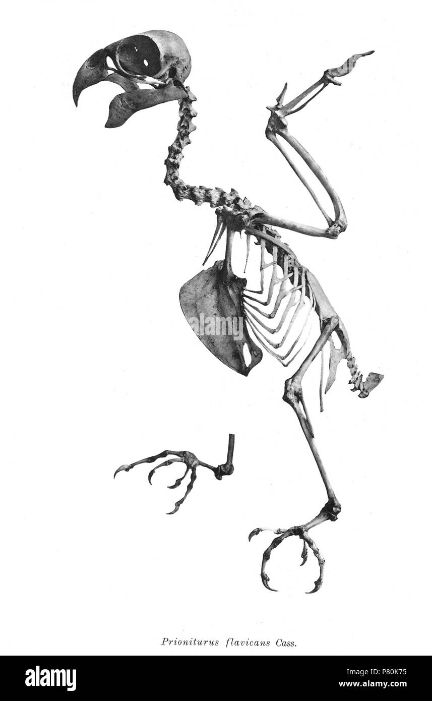 Bird skeletons. Note that the current scientific names need to be checked. Prioniturus flavicans . 1897 321 Prioniturus flavicans 189 Stock Photo