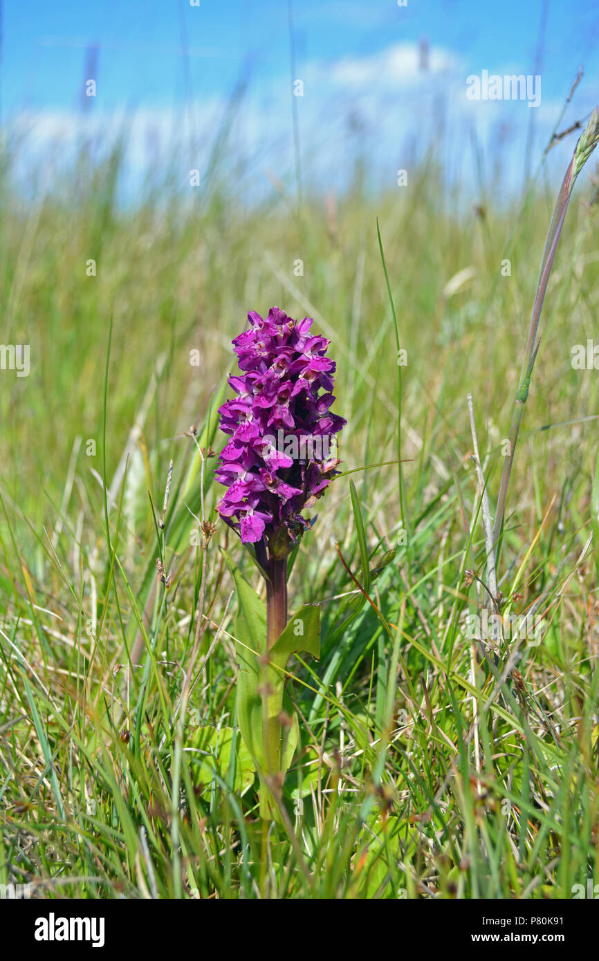 Northern Marsh Orchid on Holy Island Stock Photo