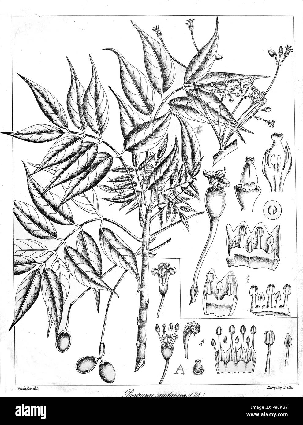 Protium caudatum . 1873 322 Protium caudatum Govindoo Stock Photo
