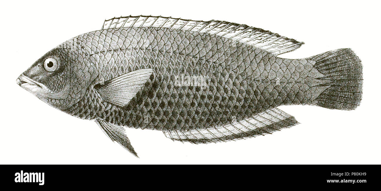 The species names / identity need verification. The original plates showed the fishes facing right and have been flipped here. Pseudodax moluccanus . 1878 323 Pseudodax moluccanus Day 89 Stock Photo