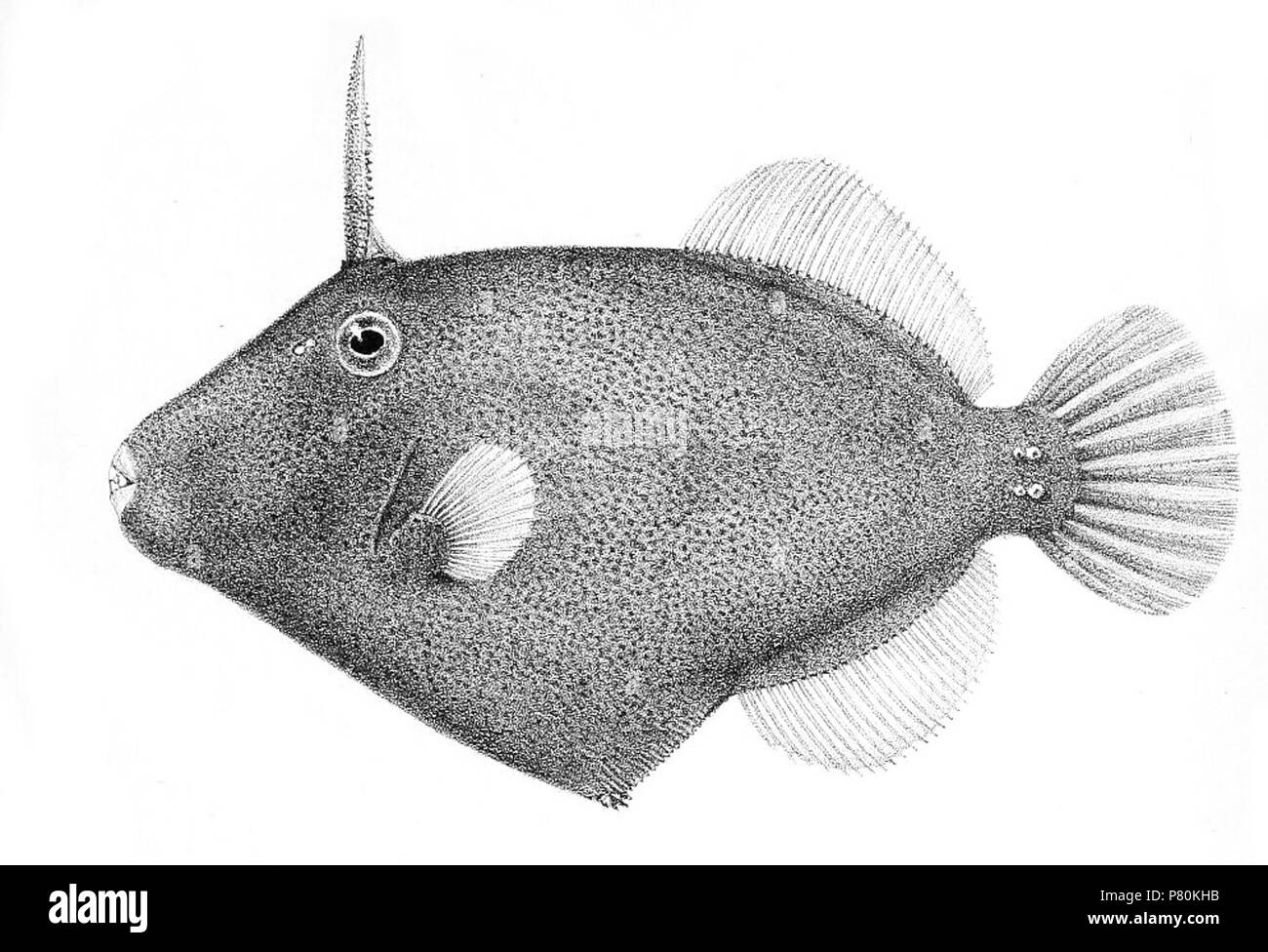 Cantherhines dumerilii syn. Pseudomonacanthus punctulatus . 1902 323 Pseudomonacanthus punctulatus Stock Photo