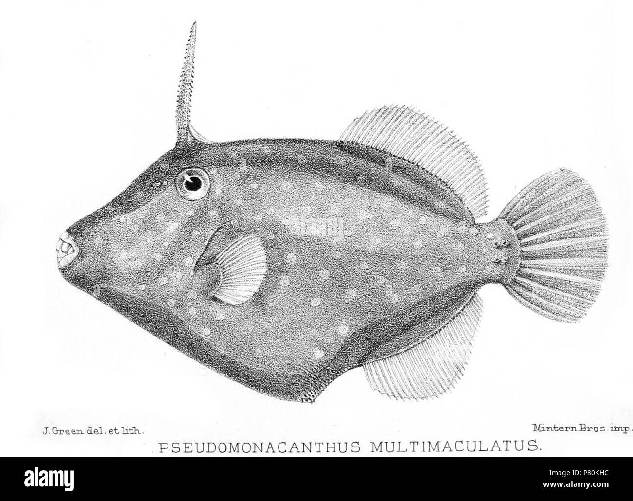 Cantherhines dumerilii syn. Pseudomonacanthus multimaculatus . 1902 323 Pseudomonacanthus multimaculatus Stock Photo