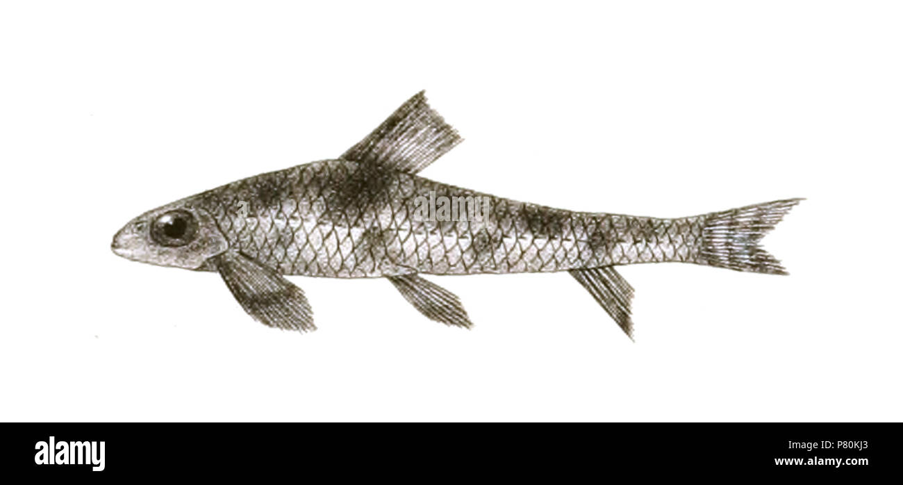 The species names / identity need verification - original names from plate are included here. The original plates showed the fishes facing right and have been flipped here. Psilorhynchus balitora . 1878 323 Psilorhynchus balitora Day Mintern 122 Stock Photo