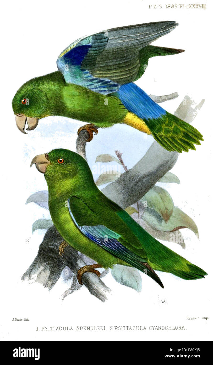 (above) Psittacula spengleri [sic] = Forpus xanthopterygius spengeli (Hartlaub, 1885),  (below) Psittacula cyanochlora = Forpus passerinus cyanochlorus (Schlegel, 1864),  English: Blue-winged Parrotlet, adult male (above); Green-rumped Parrotlet, young() male (below) . 1885 (published 1886) 323 PsittaculaSmit Stock Photo