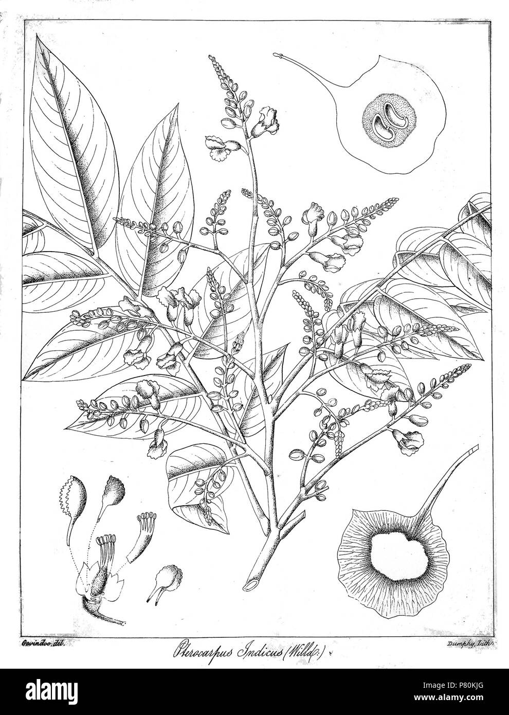 Pterocarpus indicus . 1873 323 Pterocarpus indicus Govindoo Stock Photo