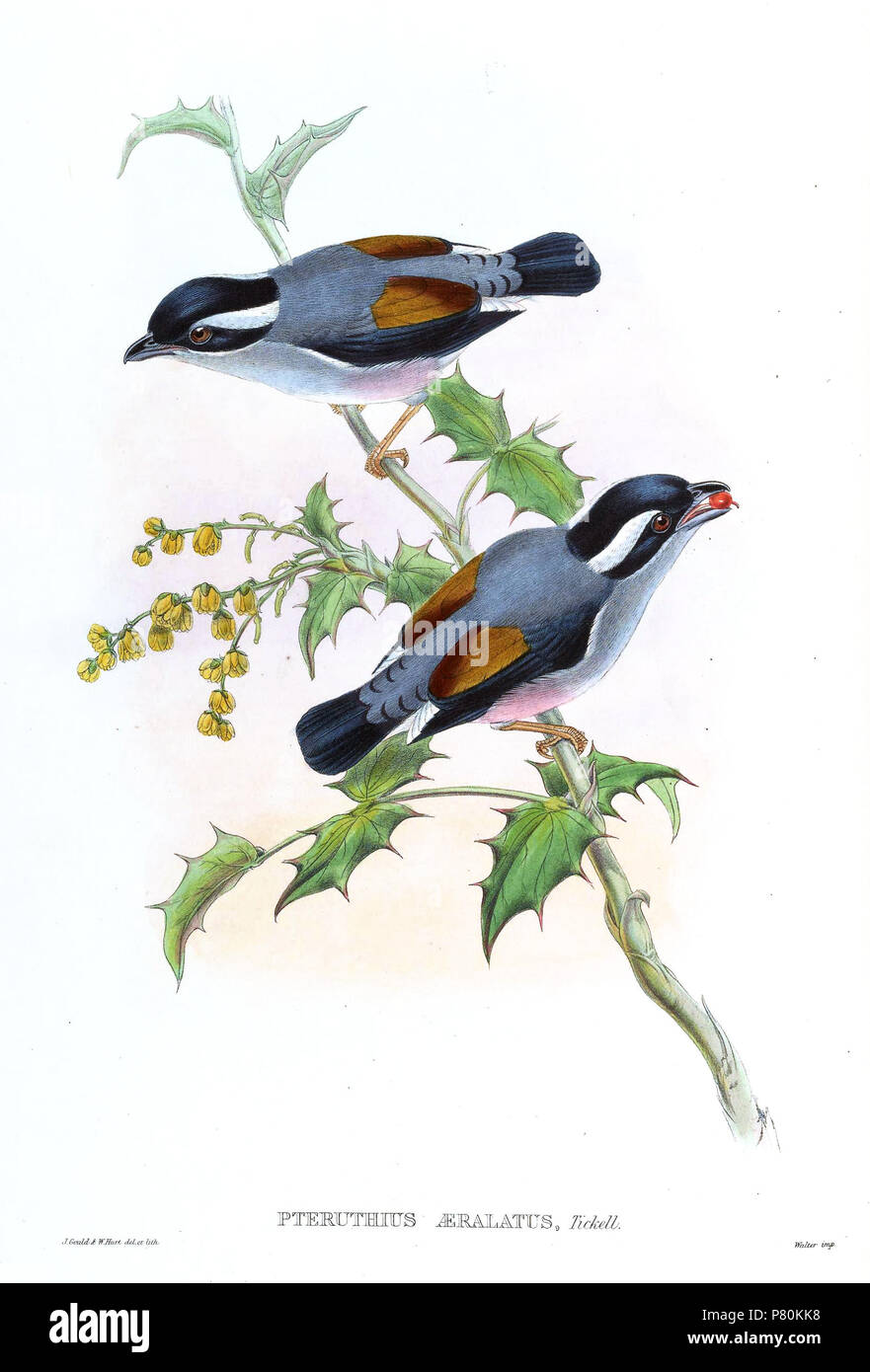 Pteruthius aeralatus . between 1850 and 1883 323 PteruthiusAeralatusGould Stock Photo