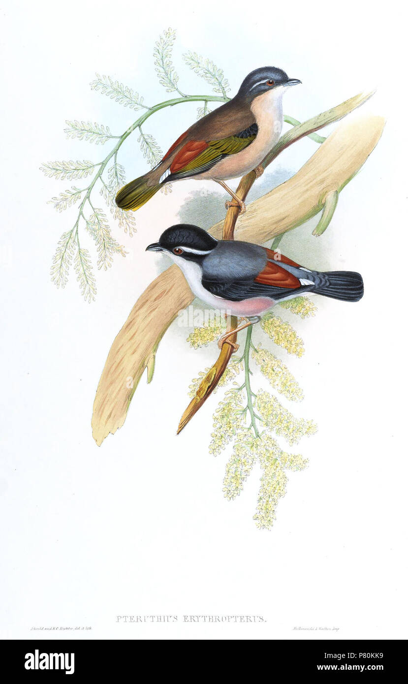 Pteruthius erythropterus . between 1850 and 1883 323 PteruthiusErythropterusGould Stock Photo